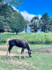 Horse grazing in a field 