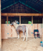Horses in a barn